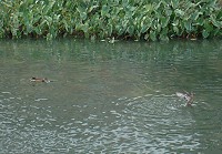 　小水鴨來過冬。（圖與文：陳其敏）