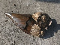 東莒鄉親曹木水於大埔海域撈到的牛角江珧蛤,尺寸如運動鞋。(圖:東莒社區發展協會提供)