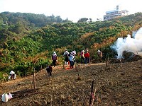 多元就業人力在東莒百合公園除草,這是當地野百合復育的一環。(圖:ICQ提供)