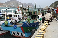 烏魚大豐收,來自台灣蘇澳的瑞德漁6號、鴻富68號兩艘漁船在東引大紫澳海域合計捕獲四千餘尾烏魚。(圖/文:陳其敏)