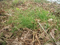 　麥蔥雖然提早成熟，但是香氣依舊。（圖／文：林冰芳）