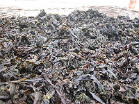 　地區野生紫菜產量逐年下降，價格一年比一年高。（圖／文：陳鵬雄）