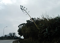　南竿山線東靖廬路段路旁一棵瓊麻不耐寒風強襲即將傾倒，縣府建設局表示會立即處理。（圖／文：曹重偉）