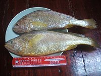 　猛澳碼頭也能釣到一斤上下的黃魚。（圖／文：林冰芳）