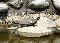 　烏龜的日光浴。（圖與文：陳其敏）