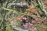 　浪漫櫻花。（圖／文：陳其敏）
