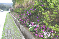 　南竿山線杜鵑花今年遲來報到，花團錦簇令人賞心悅目。（圖／文：曹重偉）