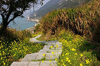 油菜花漫開的花徑/圖:中山國中校長王花俤