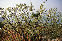 芹壁五靈公廟的豆梨樹/圖:中山國中校長王花俤