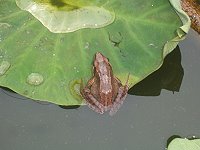 　長腳赤蛙。（圖／文：林冰芳）