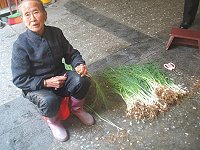 　老人家說，過了清明麥蔥就不好吃了。但是大如蒜苗的麥蔥還是誘惑著民眾將它拔回家。（圖／文：林冰芳）