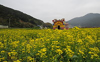 　「黃」袍加身。（圖與文：陳鵬雄）