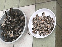 東莒婦女採擷藤壺,隻隻飽滿。(圖/東莒國小校長王建華提供)