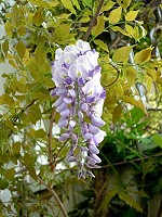 　紫藤在馬祖已少見，但卻是馬祖原生植物之一。（圖：東莒國小校長王建華攝）