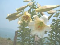 　東莒百合公園進入賞花期，野生百合跳躍式的綻放，隨時都有不同的花景。（圖／文：林冰芳）