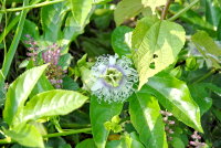 　馬祖土生土長的野生百香果，這花像不像時鐘啊？難怪日本人要叫它時計果，它的花很奇特，很值得細細欣賞。（圖／文：鄭慧菁）