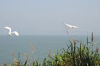 　鷺鷥來　夏天到。（圖／文：陳鵬雄）