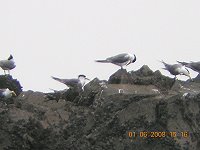西莒蛇島已有大批燕鷗聚集報到。(圖/文:陳樂團)