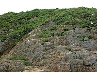 　賞鷗活動開跑，今年北竿鐵尖島的鳥況很好。（圖／文：陳鵬雄）