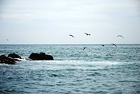　白眉燕鷗。（圖／文：陳其敏）