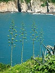 夏季海岸風景／圖與文：陳其敏