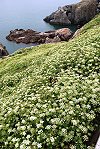 　防葵滿山坡。（圖／文：陳其敏）