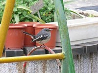 　認識社區鳥類－－鵲鴝。（圖：東莒國小校長王建華提供）