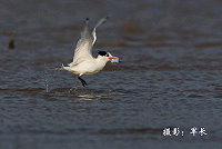 　就是牠，等待下喙異物排除。（圖／大陸網友軍長拍攝）