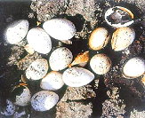 馬祖無人島上的黑嘴端鳳頭燕鷗面臨野鼠威脅。(圖:張壽華提供)