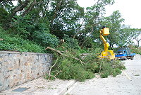 　仁愛村野戰醫院前路旁一棵大樹，颱風後彎得更厲害，鄉親反映怕樹倒危及路人，建設局派員砍了它。（圖／文：劉秋月）