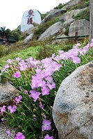 　紅紫色的季節。（圖與文：陳其敏）