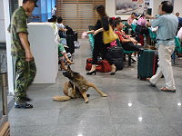 　小狼狗大鬧旅客服務中心，港務處呼籲旅客應把犬隻顧好，發揮公德心。（圖／文：鄭慧菁）