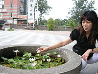 　神農山莊大門前小圖形水池的睡蓮花開時，吸引不少人目光。（圖／文：劉秋月）