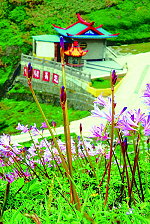 　馬祖石蒜繽紛登場。（圖／文：陳其敏）