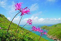 　馬祖石蒜繽紛登場。（圖／文：陳其敏）