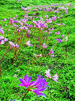 　馬祖石蒜繽紛登場。（圖／文：陳其敏）