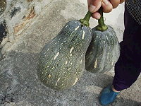 西莒陳道宇夫婦開心地收回種的南瓜、茄子。(圖/文:UCC網友提供)