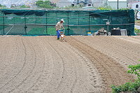 　坂里三寶農產品廣受好評，農民開始整地，第一批的三寶將在十二月收成。（圖：文／陳鵬雄）