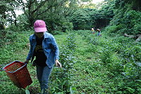 　馬祖首批夏茶昨日開始收成，地區自產茶葉即將重現江湖！（圖／文：鄭慧菁）