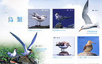 行政院農業委員會修正「保育類野生動物名錄」,新增鳥類中,曾出沒於馬祖燕鷗保護區者有黑嘴鷗、鳳頭燕鷗、黑嘴端鳳頭燕鷗、紅燕鷗。(圖:連江縣政府建設局提供)