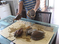 西莒漁民捕獲木瓜螺,美味極品,獲得饕客好評。(圖/文:陳樂團)