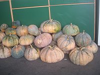 東引無重大災情　鄉公所展開環境復原工作