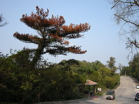 　青檀澳往公墓山線路段中間的第二大株松樹遭松材線蟲侵襲，整棵樹變色。（圖／文：劉秋月）