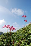 全村一起來熱鬧!(圖與文:張登傑、陳樂團)