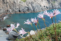 全村一起來熱鬧!(圖與文:張登傑、陳樂團)