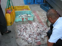 　俗稱「鼻涕魚」新鮮上市，市售一斤三十元，煮湯、油炸風味絕佳。（圖／文：劉秋月）