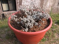 　山芙蓉。（圖與文：林冰芳）