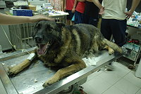 　南竿鄉傳出犬隻出現舌尖灼傷、嘔吐等症狀，雖然經急救維持生命，但因肺纖維化嚴重、呼吸困難，最後以安樂死結束生命。（圖／文：鄭慧菁）