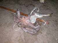 　只需要簡單的DIY釣具，配合潮水也能在澳口釣到活跳跳的八爪章魚。（圖／文：林冰芳）