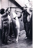 圖：為本社舊檔照片。